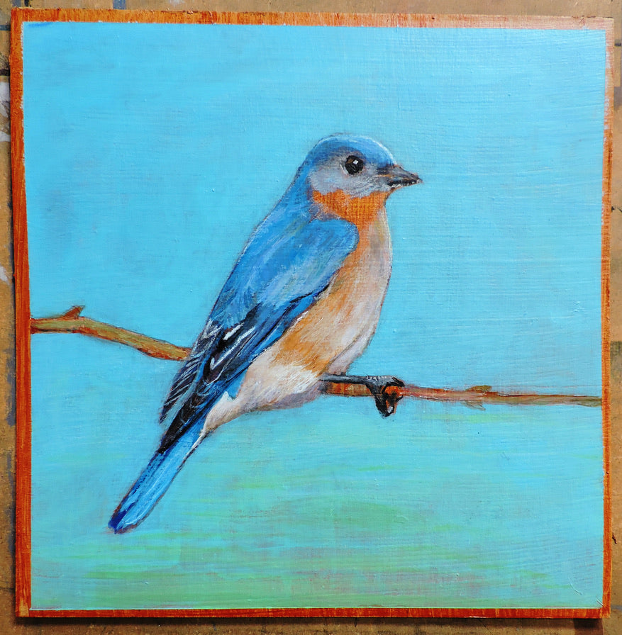 Eastern Bluebird, acrylic on board, 8" x 8", SOLD