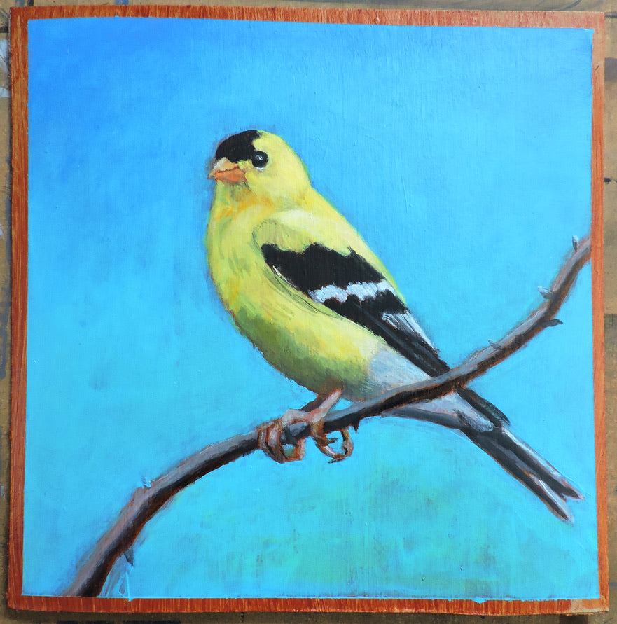 Goldfinch, acrylci on board, 8" x 8", SOLD