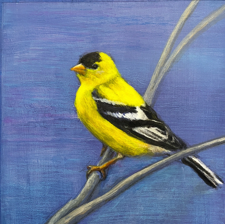 Large Goldfinch, 12" x 12", acrylic on illustration board, available at Presson Gallery